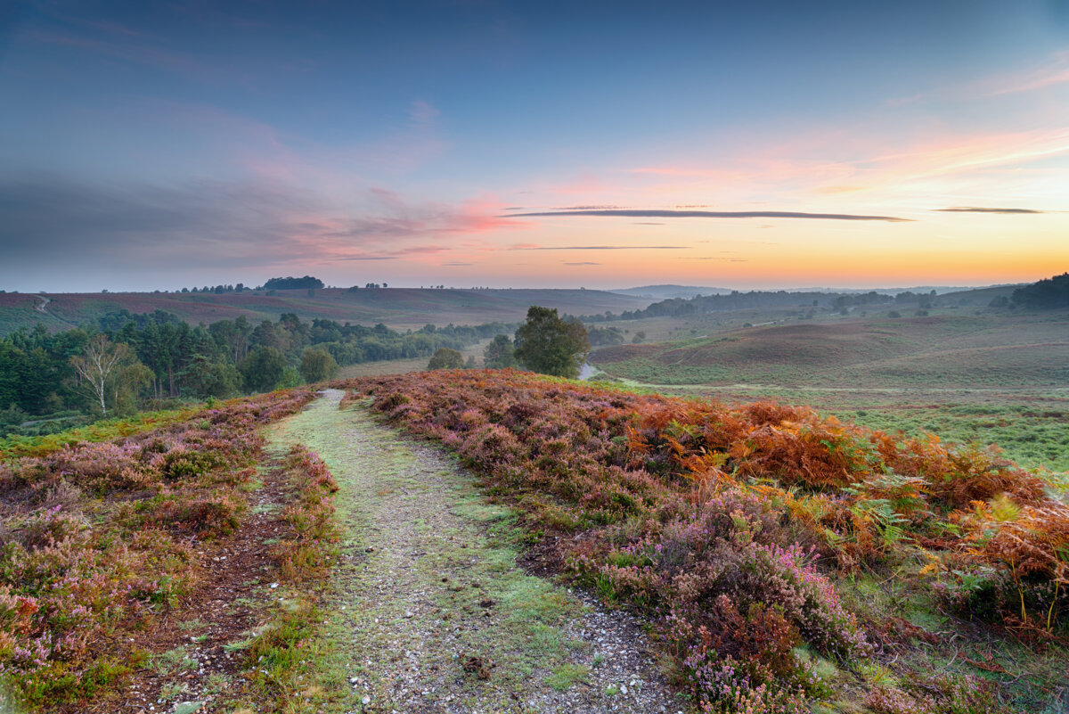 New Forest Holiday Cottages